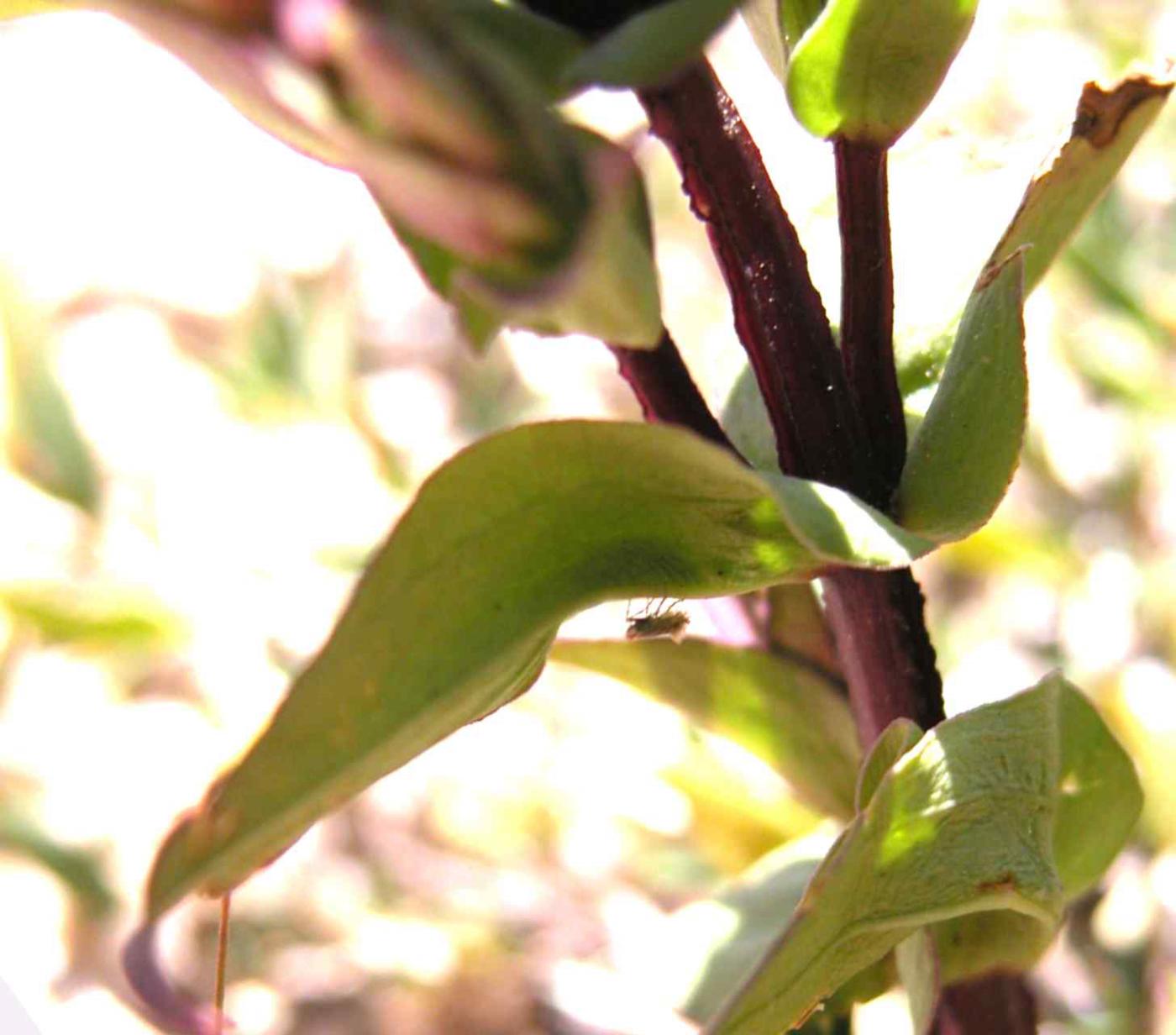 Gentian, Field leaf